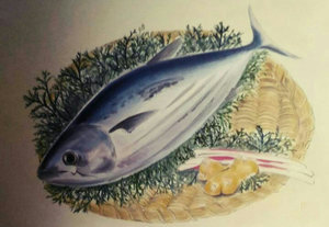 鰹